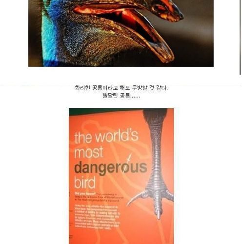 현존하는 가장 위험한 새.jpg