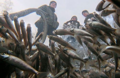러시아의 물고기 스케일.jpg