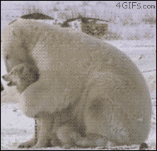 허스키가 귀여운 북극곰.gif
