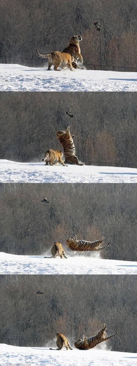 호랑이의 새 사냥.jpg