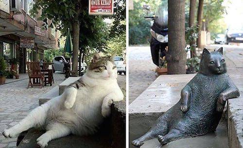 터키 고양이의 위엄.jpg