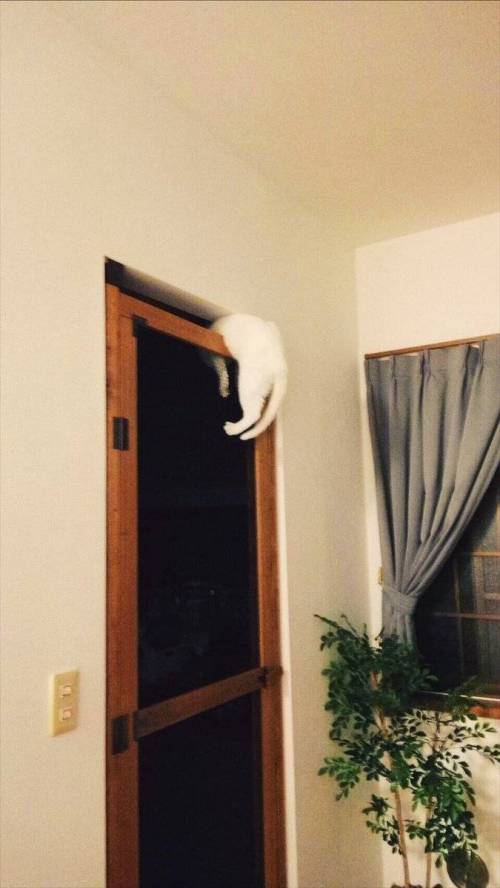 고양이가 부엌에 침입 못하도록 문을 달았다.jpg