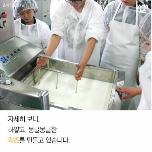 한국 치즈고.jpg