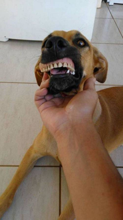 개가 갑자기 어디서 새이빨을 하고 와서 계속 웃어요.jpg