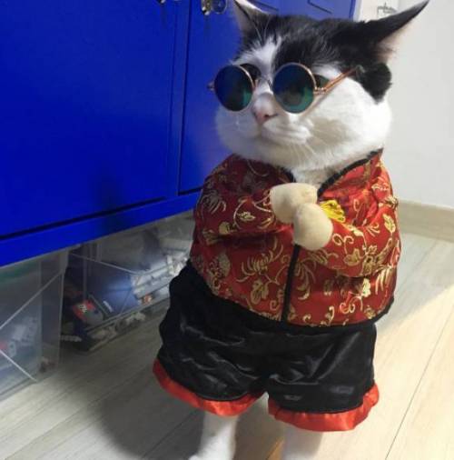 중국에서 놀러온 고양이.jpg