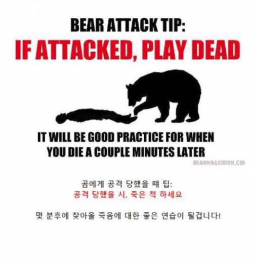 곰에 대한 대응책
