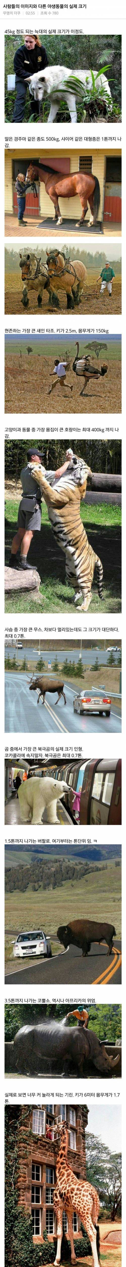 야생동물들 실제크기.jpg
