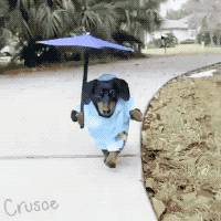 강아지용 우산 .gif