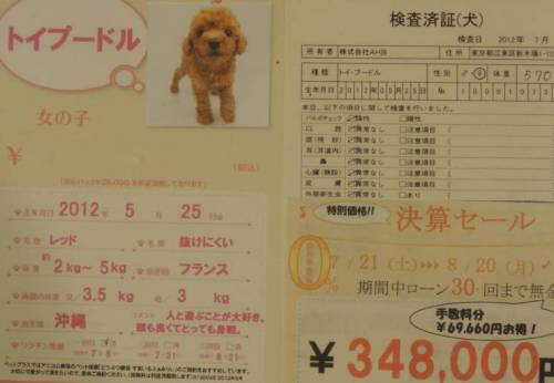 일본의 흔한 강아지, 고양이 가격.jpg