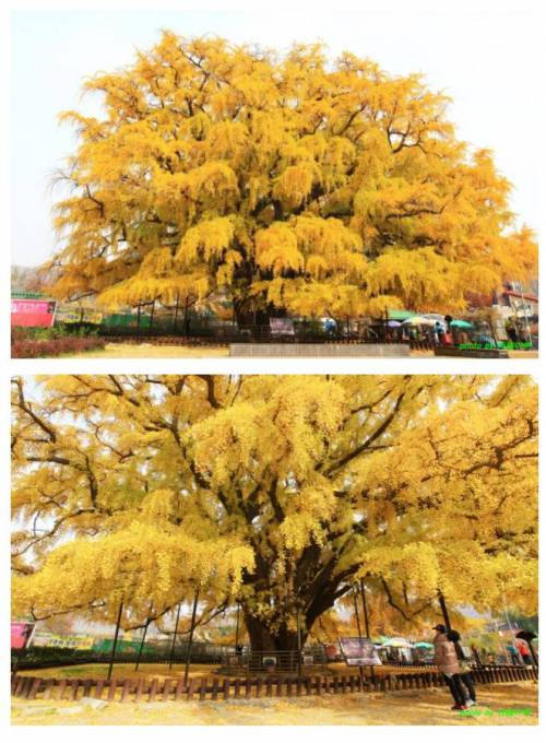 한국의 아름나운 고령 나무들.jpg