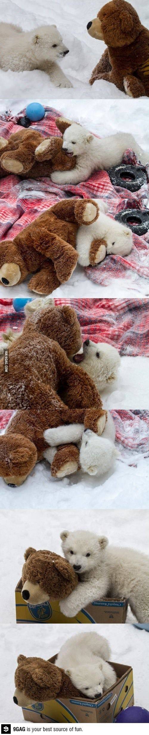 백곰과 불곰의 처절한 사투.jpg