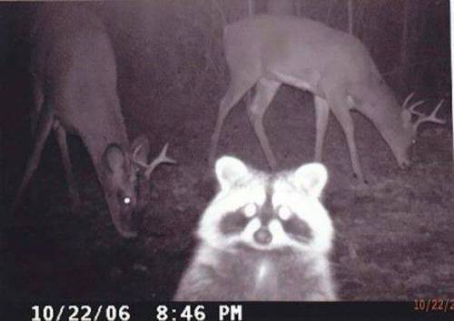 감시 카메라에 찍힌 야생 동물들..jpg