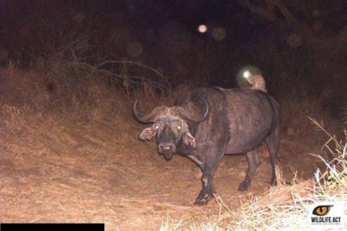 감시 카메라에 찍힌 야생 동물들..jpg