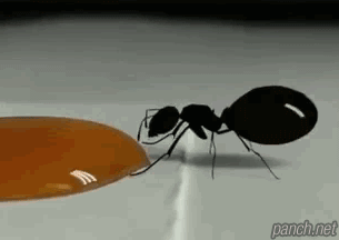 꿀 빠는 개미.gif
