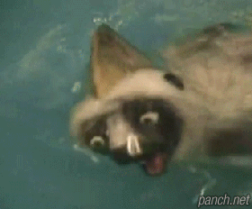 [놀람주의]잠수 처음 한 여우원숭이 .gif