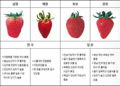 국내 딸기 품종 '설향'의 위엄.jpg