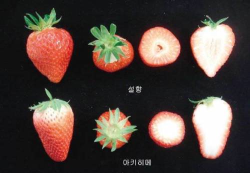국내 딸기 품종 '설향'의 위엄.jpg