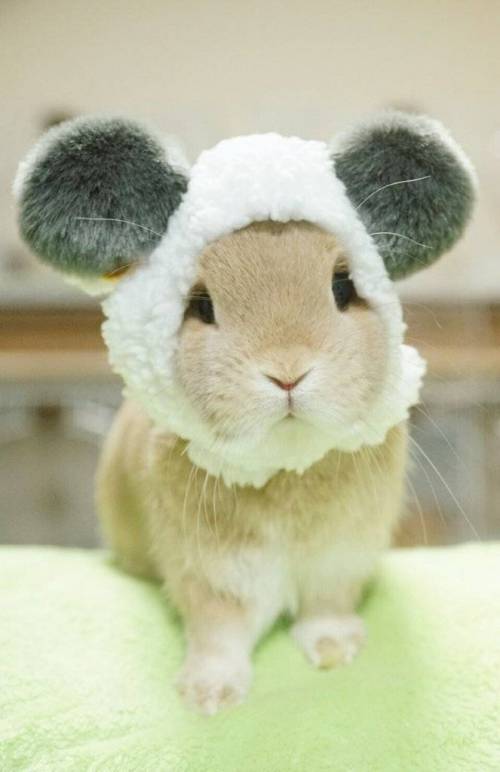 토끼의 모자.jpg