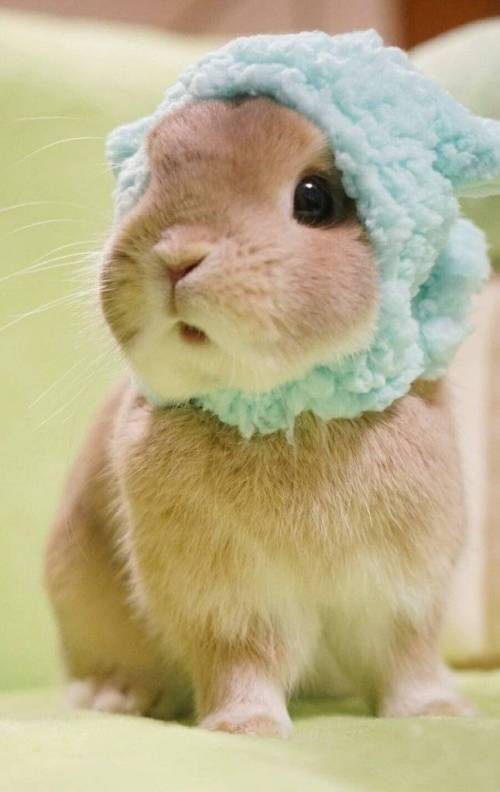 토끼의 모자.jpg