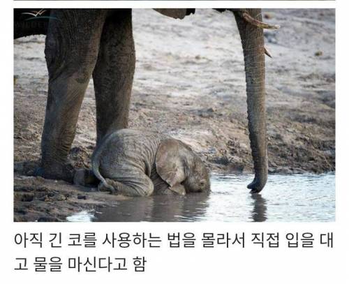 아기 코끼리가 물 마시는 방법.jpg