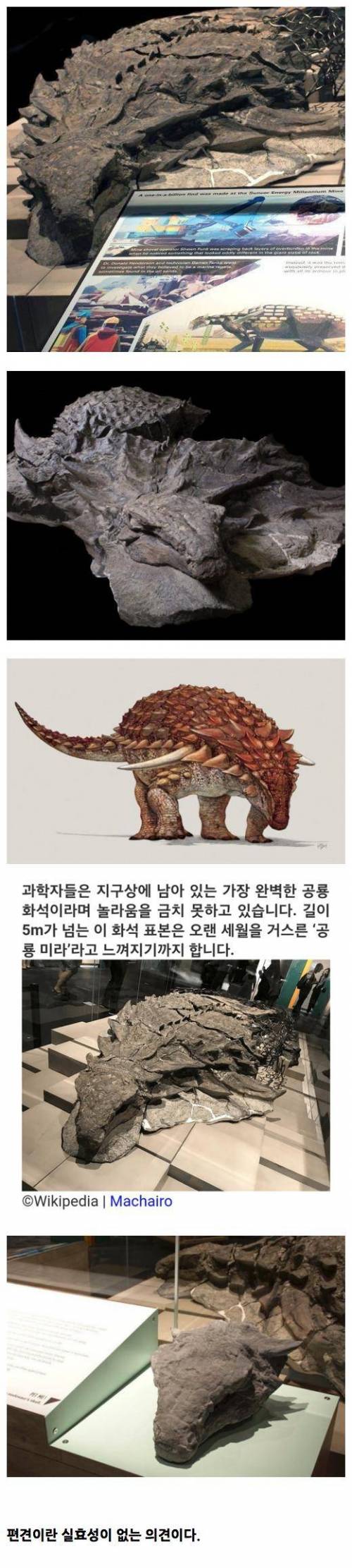 세계에서 가장 완벽한 공룡 화석.jpg