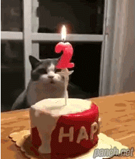 고양이가 생일촛불 끄는 방법.jpg