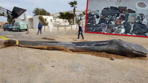 6톤 정도의 고래가 스페인 바닷가에서 발견.jpg