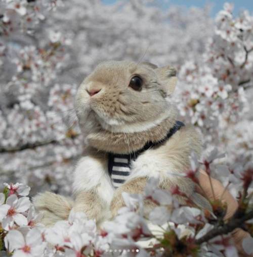 벚꽃과 토끼.jpg