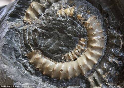 개랑 산책하다 1억 9000년 된 암모나이트 화석 발견.jpg