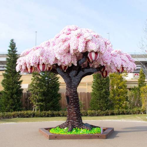 일본의 흔한 벚꽃 나무.jpg