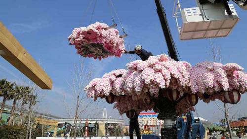일본의 흔한 벚꽃 나무.jpg