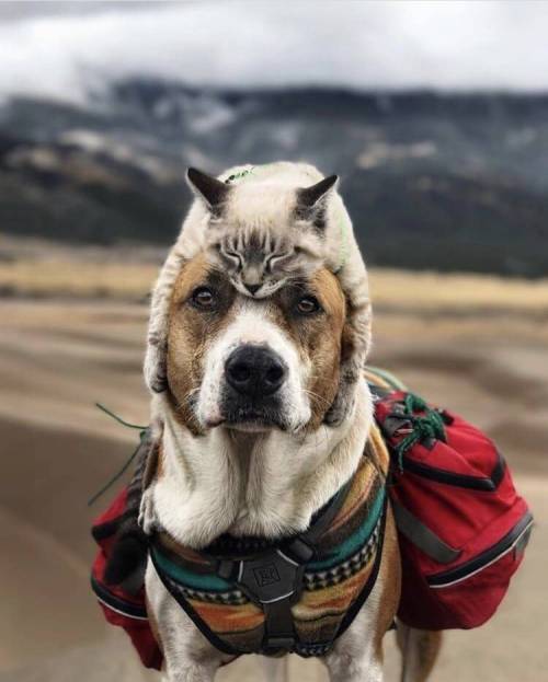 개 고양이와 함께한 여행...jpg