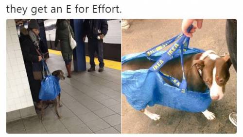 뉴욕 지하철에서 개가 금지된 후.jpg