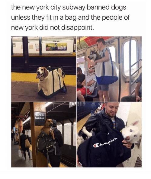 뉴욕 지하철에서 개가 금지된 후.jpg