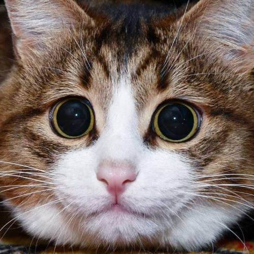 고양이 표정.jpg