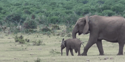 서로 인사하는 코끼리들.gif