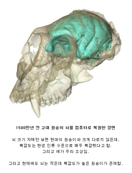 1500만년 전 원숭이 뇌 복원.jpg