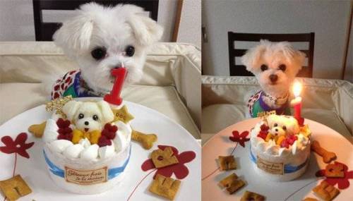 일본에서 파는 애완동물용 케이크.jpg