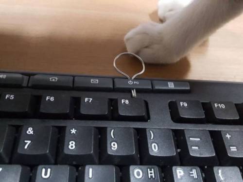 고양이 때문에 키보드에 안전핀 꽂음.jpg