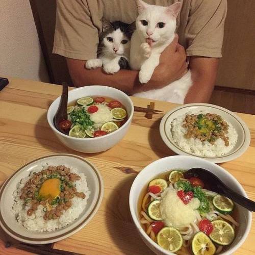 요리에 따른 고양이들의 반응.jpg