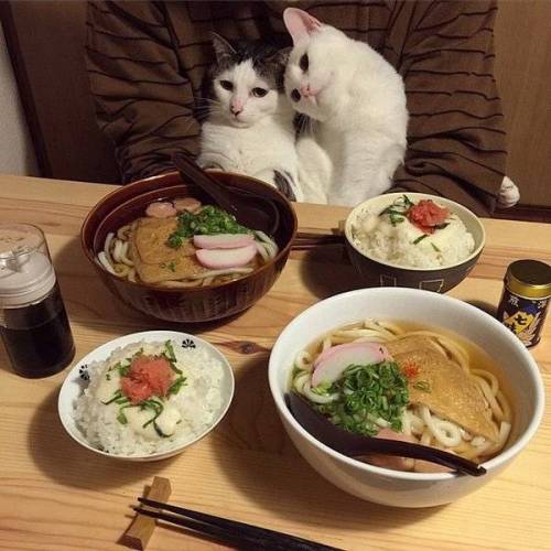 요리에 따른 고양이들의 반응.jpg