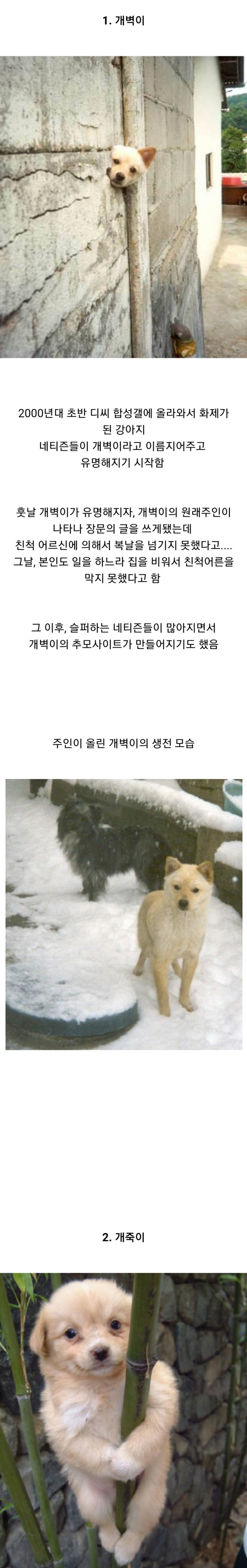 디씨에서 탄생한 3대 스타 강아지.jpg