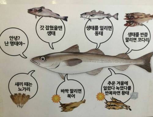 이름이 7개 있는 생선.jpg