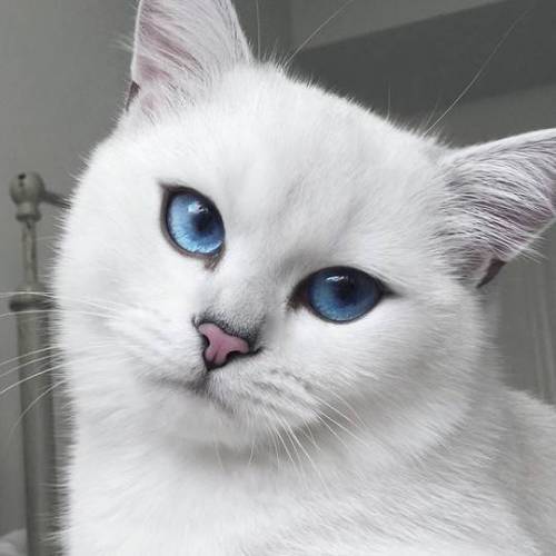 눈동자가 아름다운 고양이.jpg