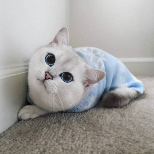 눈동자가 아름다운 고양이.jpg