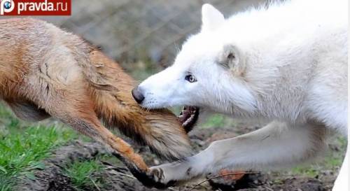 늑대한테 장난치고 도망가다 걸린 여우