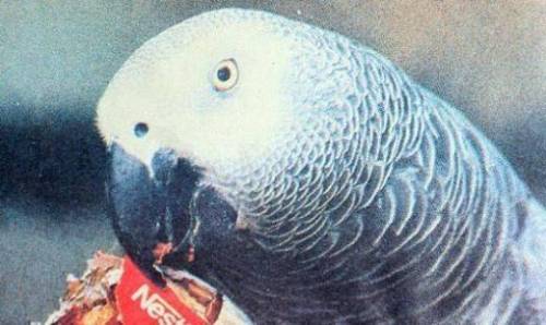 55년 긴 생을 마감한 한 앵무새의 마지막 유언
