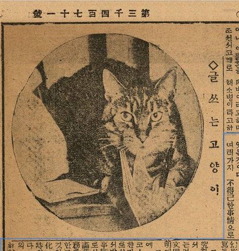30년대 고양이 기사.jpg