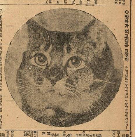 30년대 고양이 기사.jpg