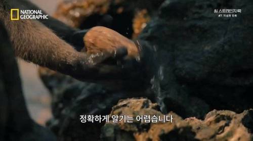 [스압] 히말라야 산맥에서 발견한 바다 생물의 흔적.jpg